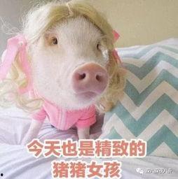 肥猪猪的日常娱乐吃瓜